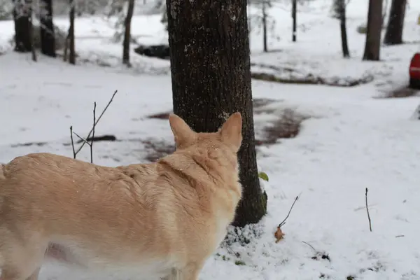 Perro blanco en la nieve —  Fotos de Stock