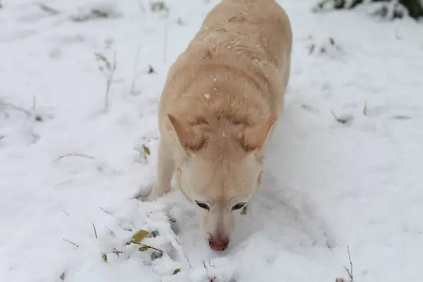 Perro blanco en la nieve —  Fotos de Stock