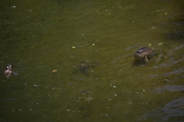 Amerikalı siyah tavuk