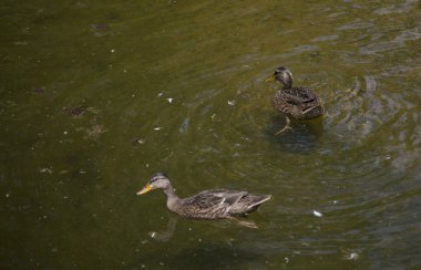 Amerikalı siyah tavuk