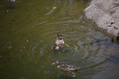 Amerikalı siyah tavuk