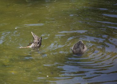 Amerikalı siyah tavuk 