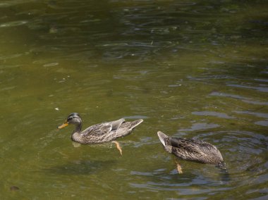 Amerikalı siyah tavuk