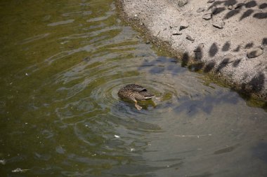 Amerikalı siyah tavuk