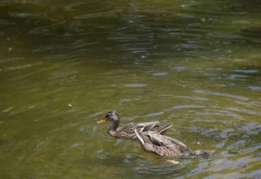 Amerikalı siyah tavuk