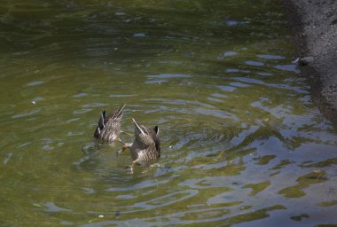 Amerikalı siyah tavuk 