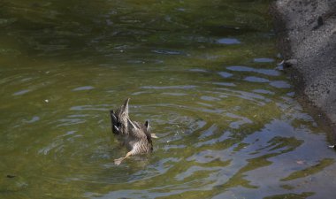 Amerikalı siyah tavuk 