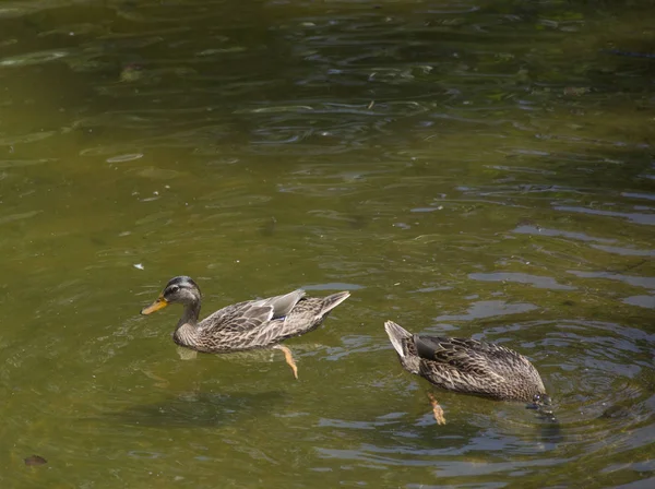 Amerikalı siyah tavuk