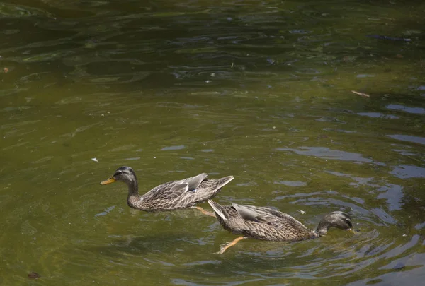 Amerikalı siyah tavuk