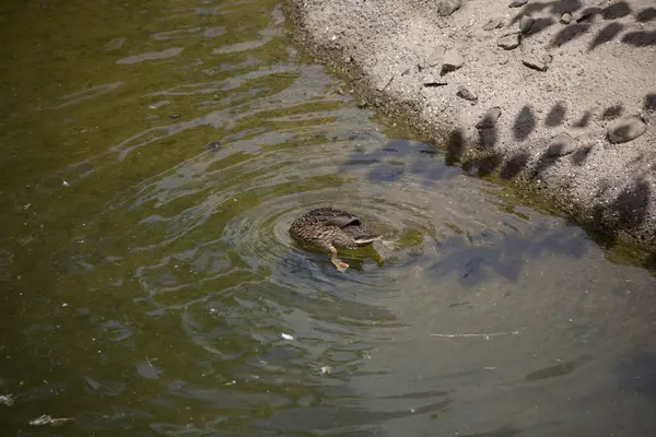 Amerikalı siyah tavuk