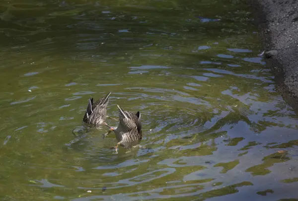 Amerikalı siyah tavuk 