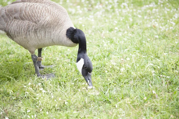 Canada Goose Reaching for Food — Stock Photo, Image