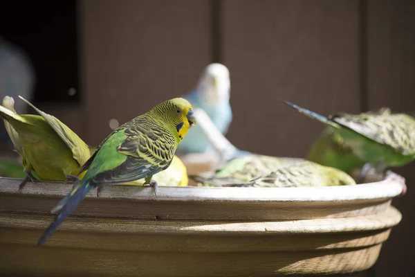 Budgies eszik egy madár evő — Stock Fotó