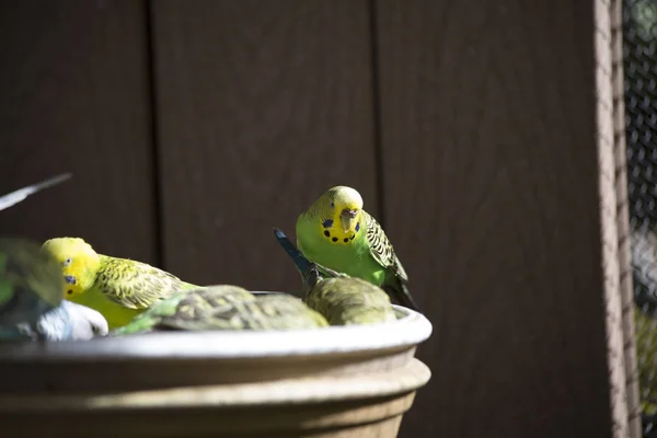 Budgies verzameld bij Feeder — Stockfoto