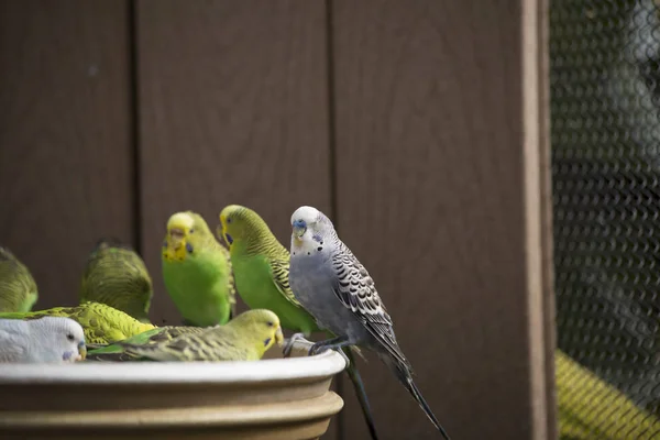 Papużek falistych, zebrane w podajniku — Zdjęcie stockowe