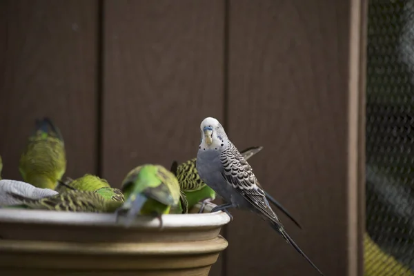 Besleyici toplanmış muhabbet kuşu — Stok fotoğraf