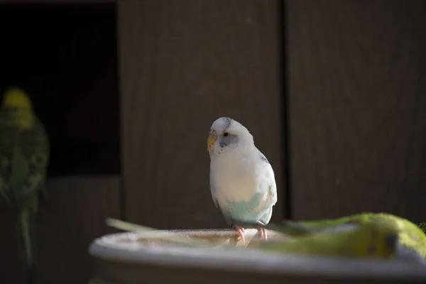 Budgies в годівниці для птахів — стокове фото