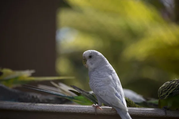 Хвилястий Папужка в годівниці для птахів — стокове фото