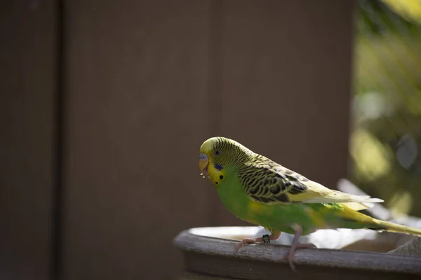 Periquito en alimentador de aves — Foto de Stock