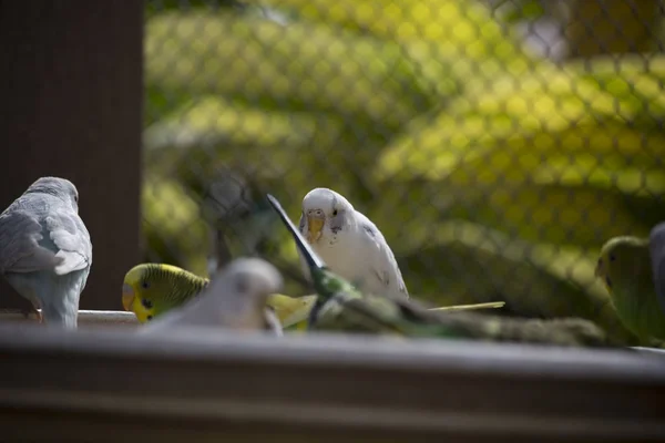 Budgies no Bird Feeder — Fotografia de Stock