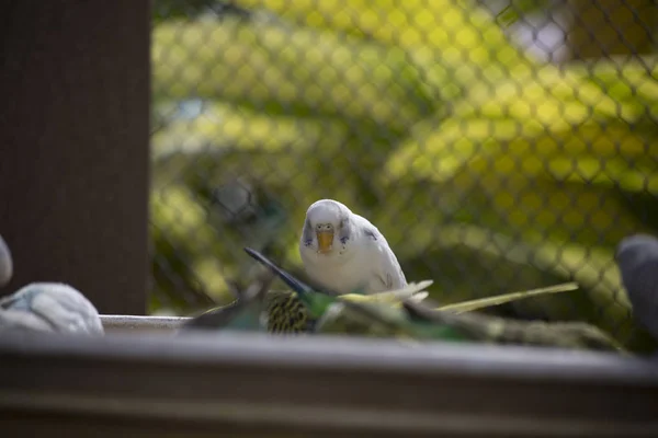 Budgies στο τροφοδότη πουλιών — Φωτογραφία Αρχείου