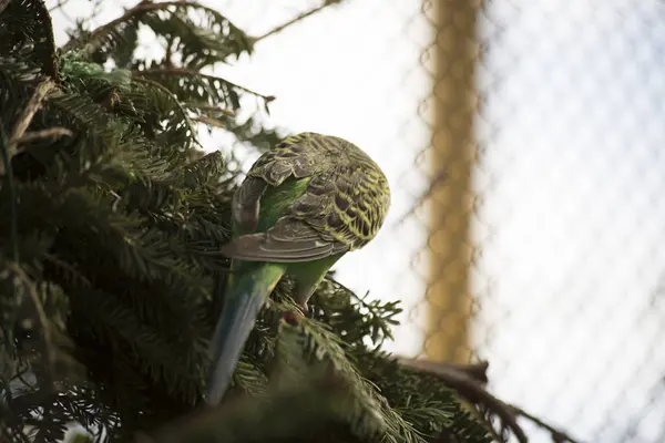 Malý papoušek na zeleň — Stock fotografie