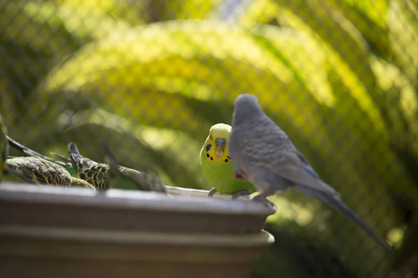 Budgies Reunidos no Alimentador — Fotografia de Stock