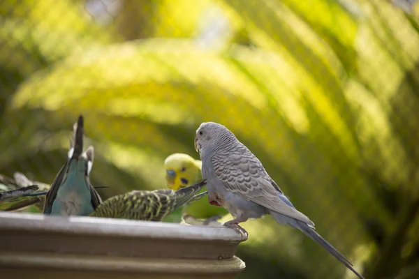 Budgies Reunidos no Alimentador — Fotografia de Stock