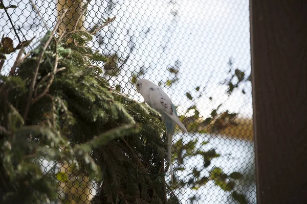 Beyaz ve mavi muhabbet kuşu — Stok fotoğraf