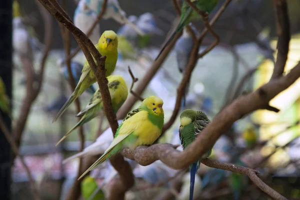 Budgies em uma árvore — Fotografia de Stock