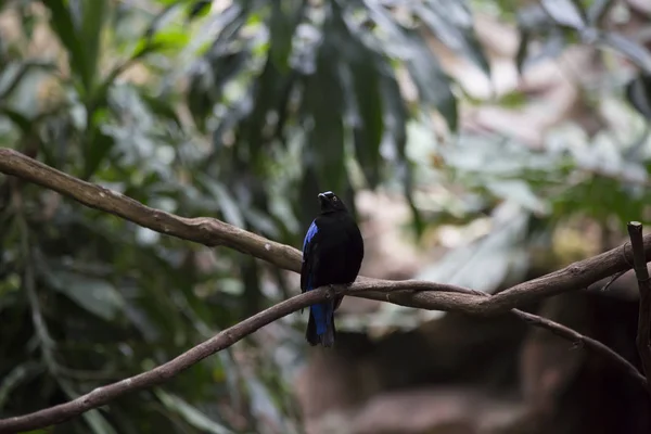 Aziatische fairy bluebird — Stockfoto