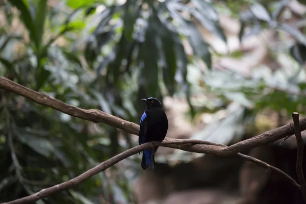 Aziatische fairy bluebird — Stockfoto