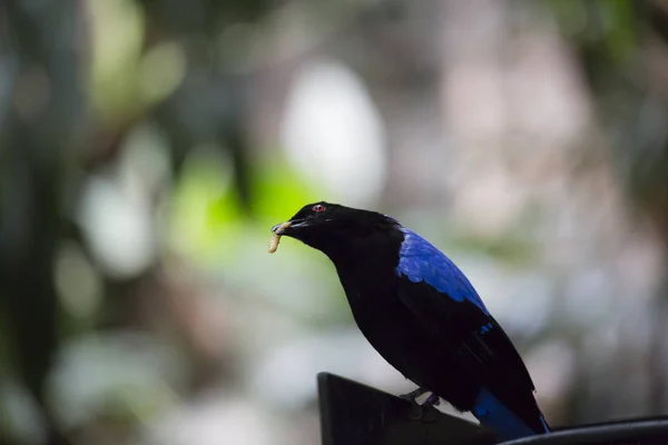Aziatische fairy bluebird — Stockfoto