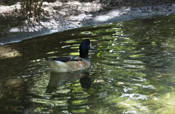 Amerikanische Widgeon-Ente — Stockfoto