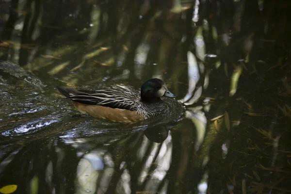 Αμερικανική Widgeon πάπια — Φωτογραφία Αρχείου