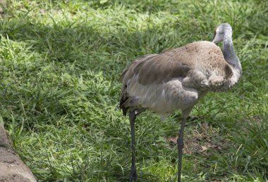 Damat Sandhill Crane