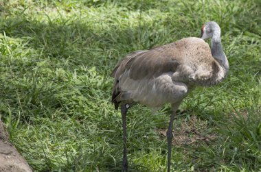Damat Sandhill Crane