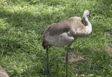 Damat Sandhill Crane