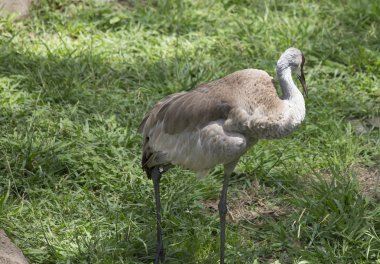 Damat Sandhill Crane