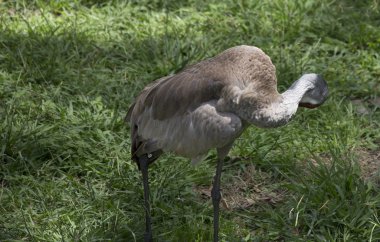 Damat Sandhill Crane