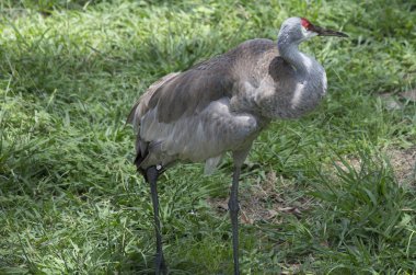Damat Sandhill Crane