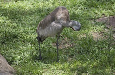 Damat Sandhill Crane