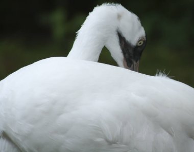 Boğmaca vinç yakın çekim