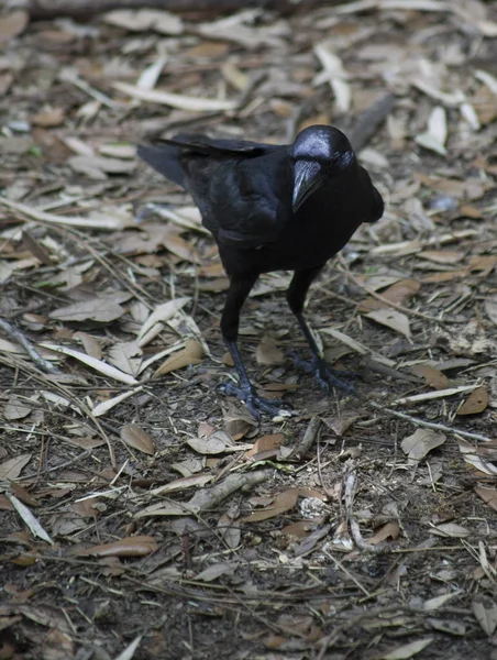 Crow on the Ground — Stock Photo, Image