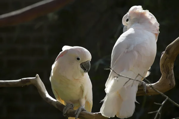 Σολομός-κορωνίδα Cockatoos — Φωτογραφία Αρχείου