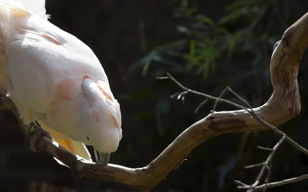 Somon ibikli Kakadu — Stok fotoğraf