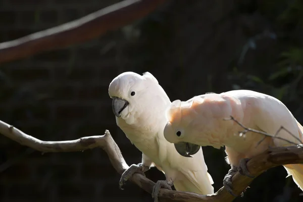 Lachsschopfkakadus — Stockfoto