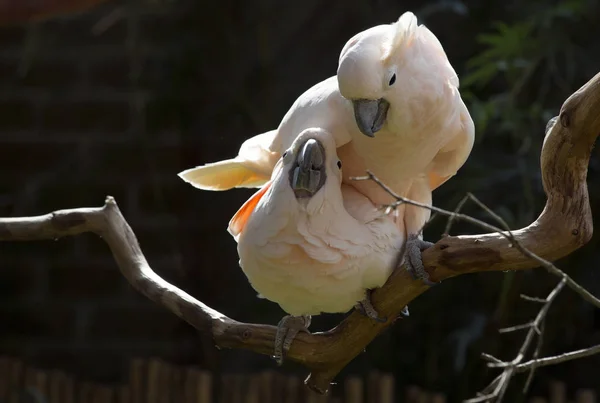 Salmon-Crested Cockatoos — Stock Photo, Image