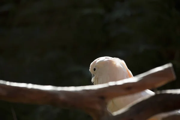 Cacatúa de cresta de salmón — Foto de Stock