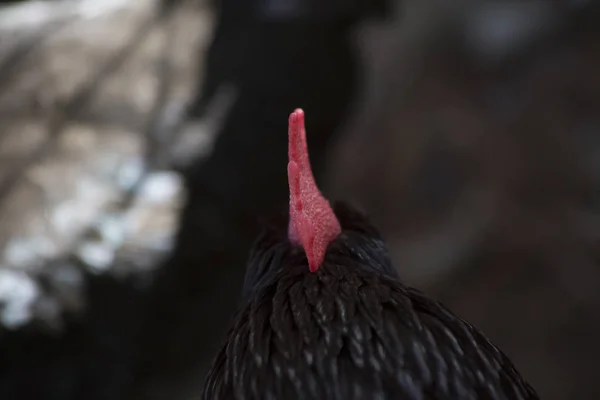 Grzebień koguta z bliska — Zdjęcie stockowe